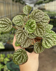 Peperomia Pobo Lavender - 4" Live Plant
