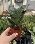 Bird's Nest Snake Plant - Live Plant - Assorted Varieties