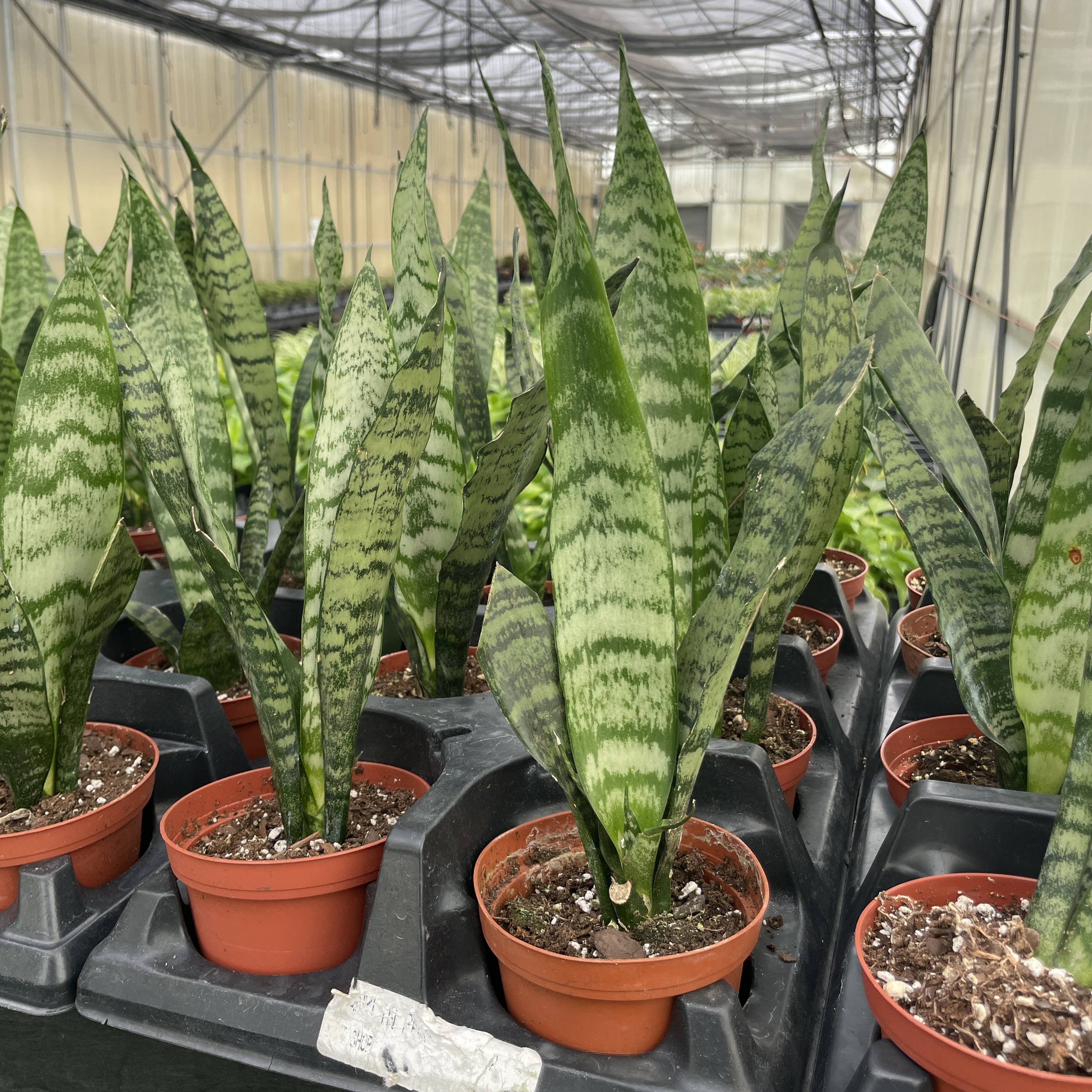 Snake &#39;Zeylancia&#39;,  Snake Plant - Live Plant