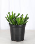 Ogre Ears Jade Plant - Live Plant
