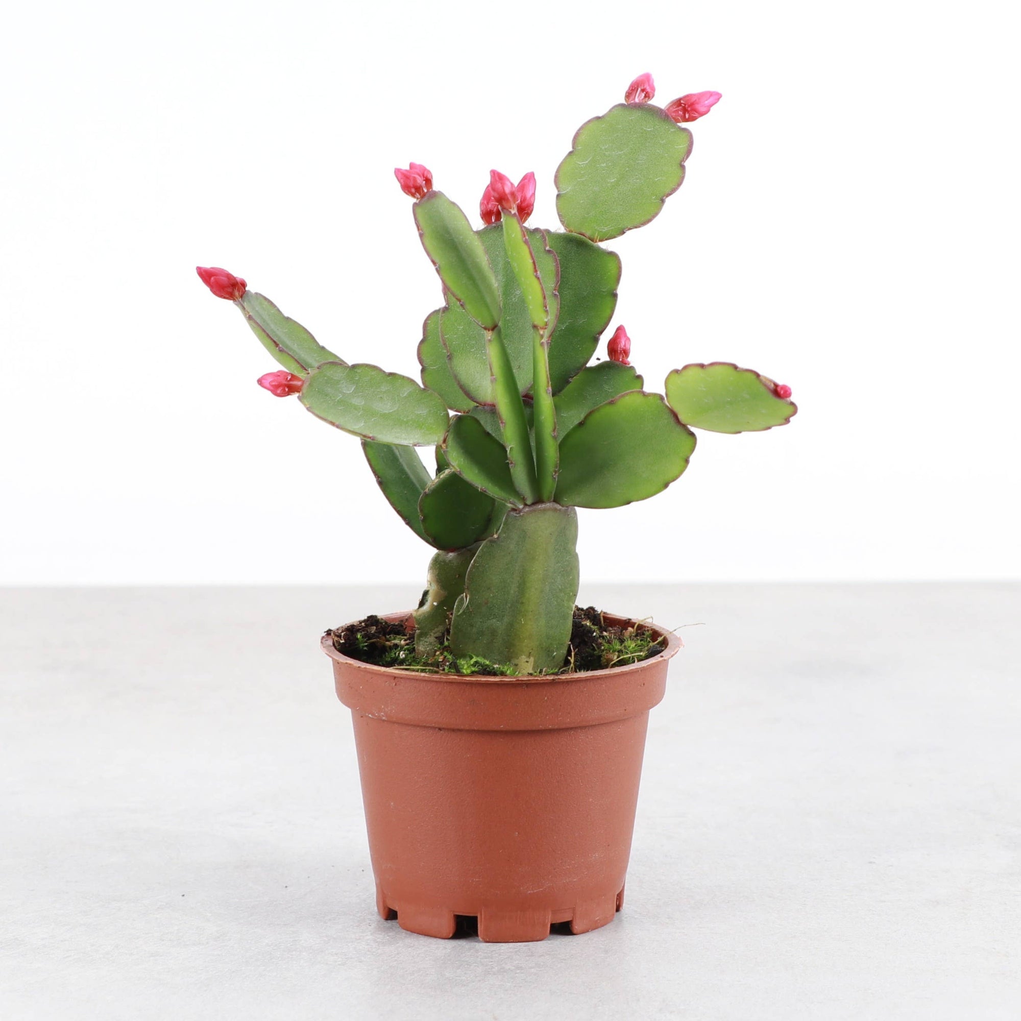 Spring Easter Cactus - Live Plant - Assorted Color