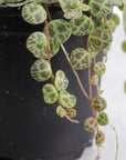 String of Turtles - Live Plant