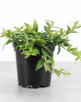 Lipstick Japhrolepis Plant - 4" Live Plant
