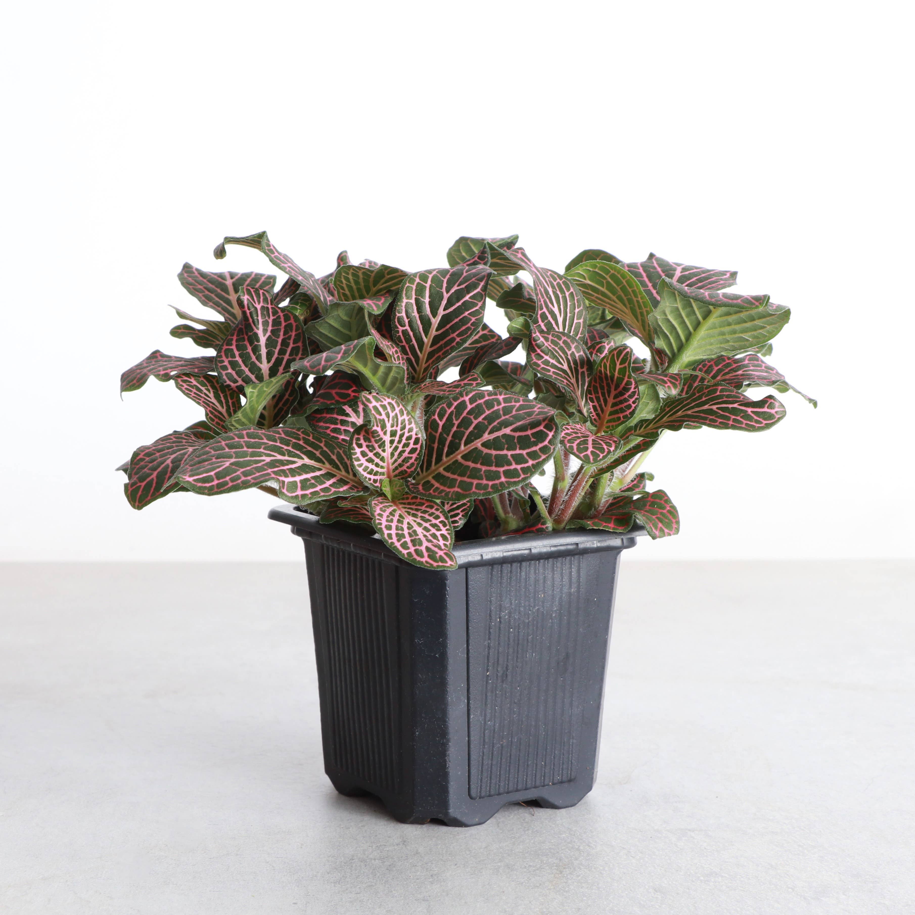 Pink Fittonia Nerve Plant - Live Plant