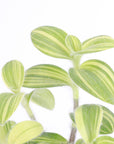 Tradescantia Fuzzy Velvet Stripe - 4" Live Plant