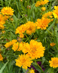Coreopsis Tickseed - 3" Flowering Live Plant - Perennial