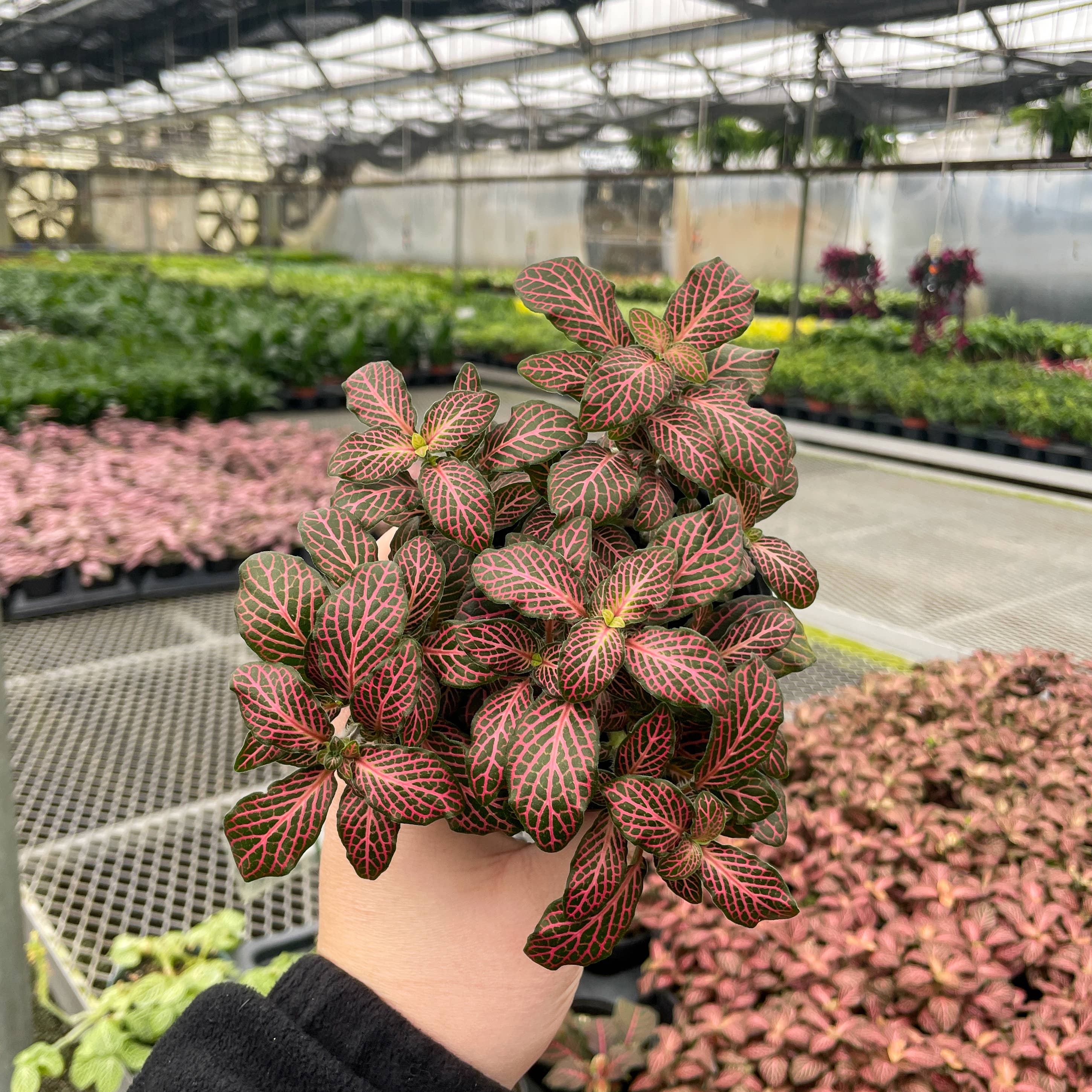 Pink Fittonia Nerve Plant - Live Plant