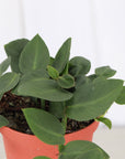 Rhaphidophora Korthalsii 4" - Shingle Plant - 4" Live Plant