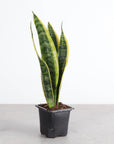 Snake 'Laurentii', Variegated Snake Plant - Live Plant