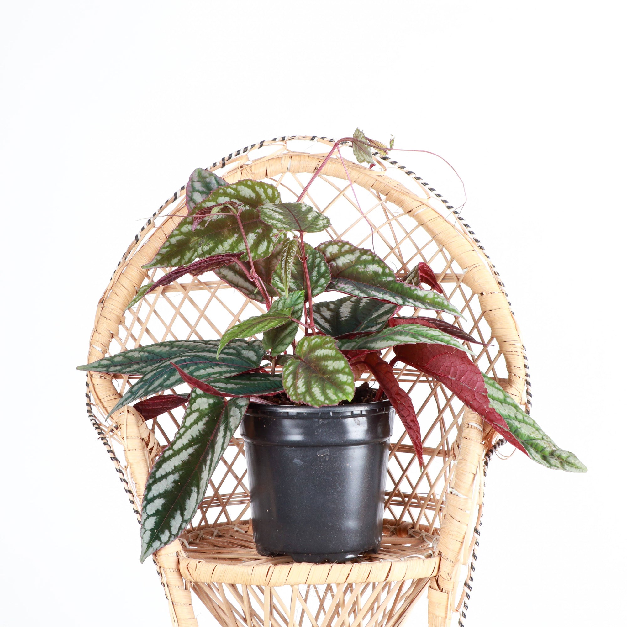 Cissus Discolor - Rex Begonia Vine - Live Plant: 4" Pot