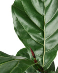 Ficus Lyrata 'Fiddle Leaf Fig'
