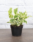 Pearls and Jade Pothos - Live Plant