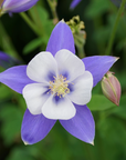 Deep Blue & White Columbine - 3" Live Plant - Perennial