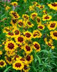 Coreopsis Tickseed - 3" Flowering Live Plant - Perennial
