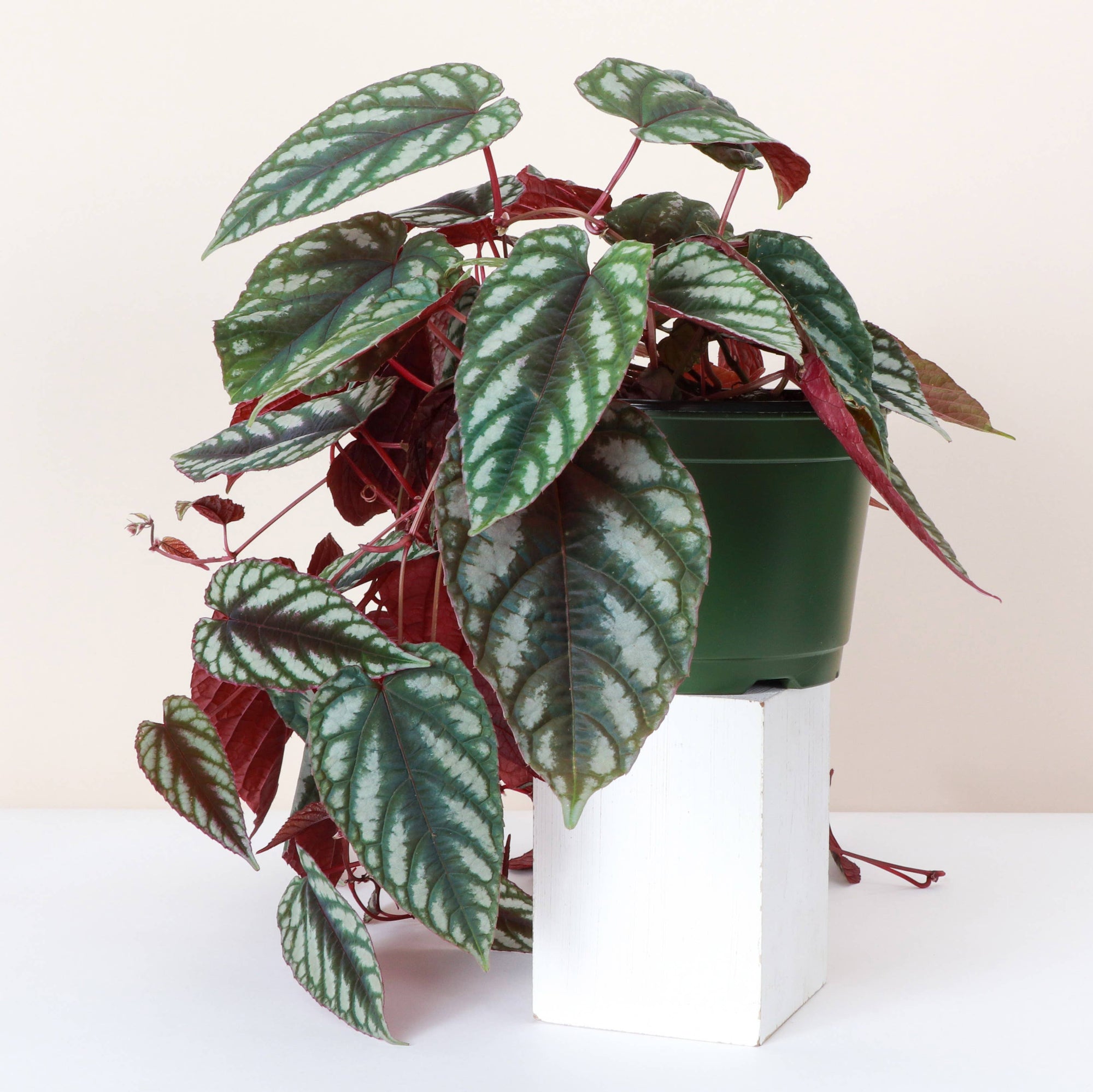 Cissus Discolor - Rex Begonia Vine - Live Plant: 4" Pot