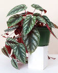 Cissus Discolor - Rex Begonia Vine - Live Plant: 4" Pot