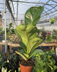 Fiddle Leaf Fig Plant - Live Plant