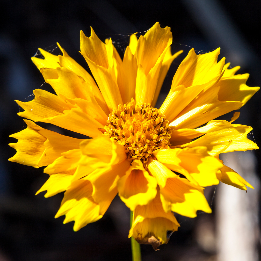 Coreopsis Tickseed - 3" Flowering Live Plant - Perennial