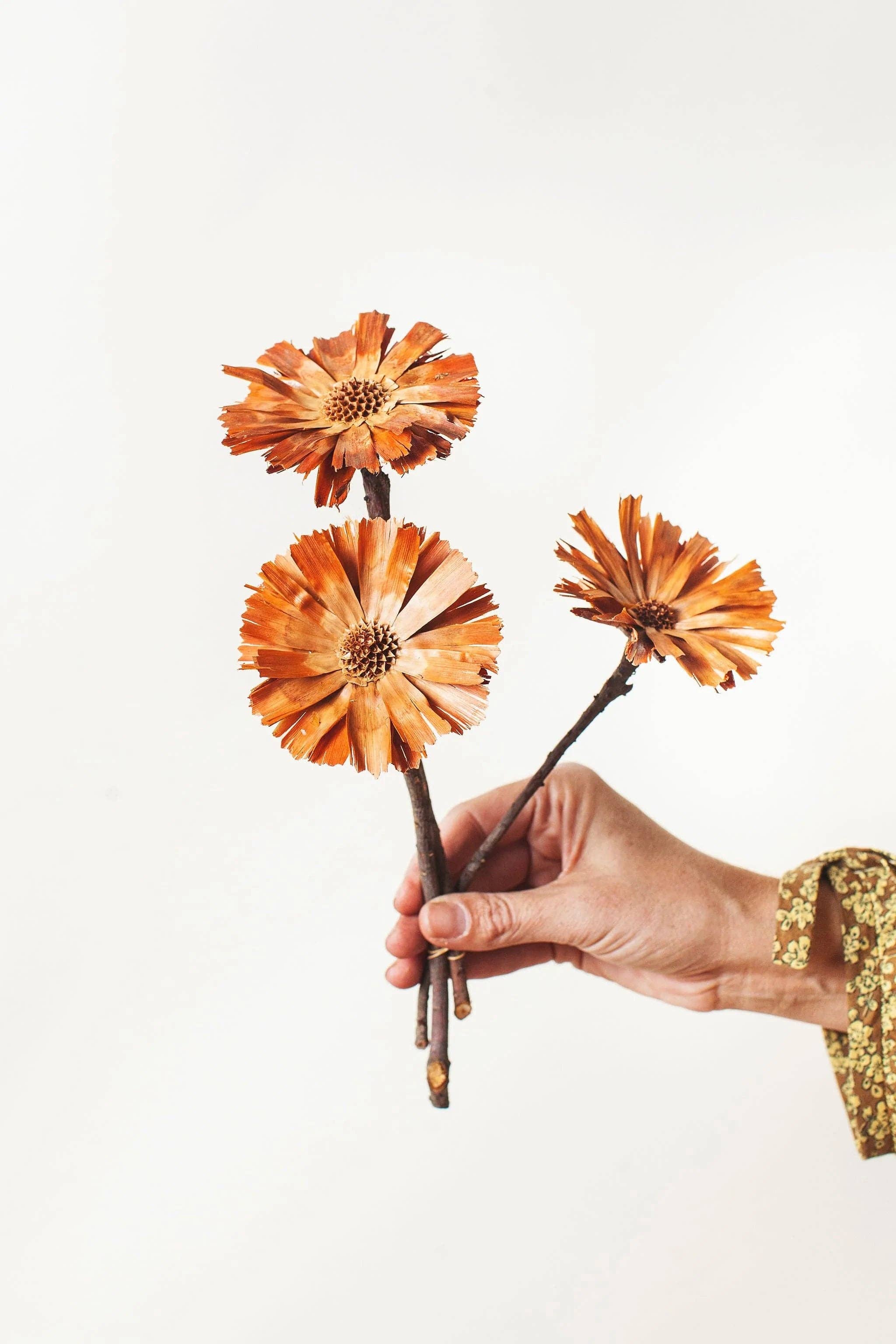 Natural Protea Rosettes