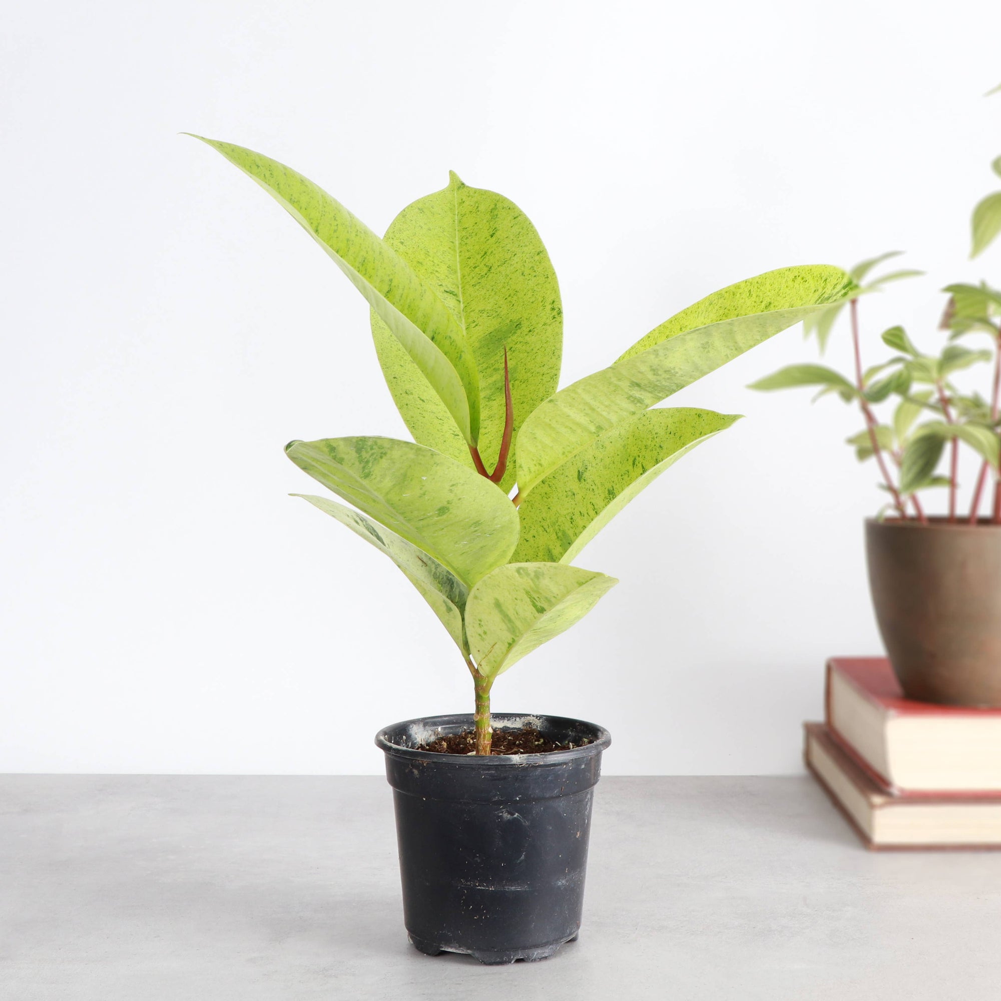 Ficus Shivereana Moonshine Variegated - 4" Live Plant - Rare