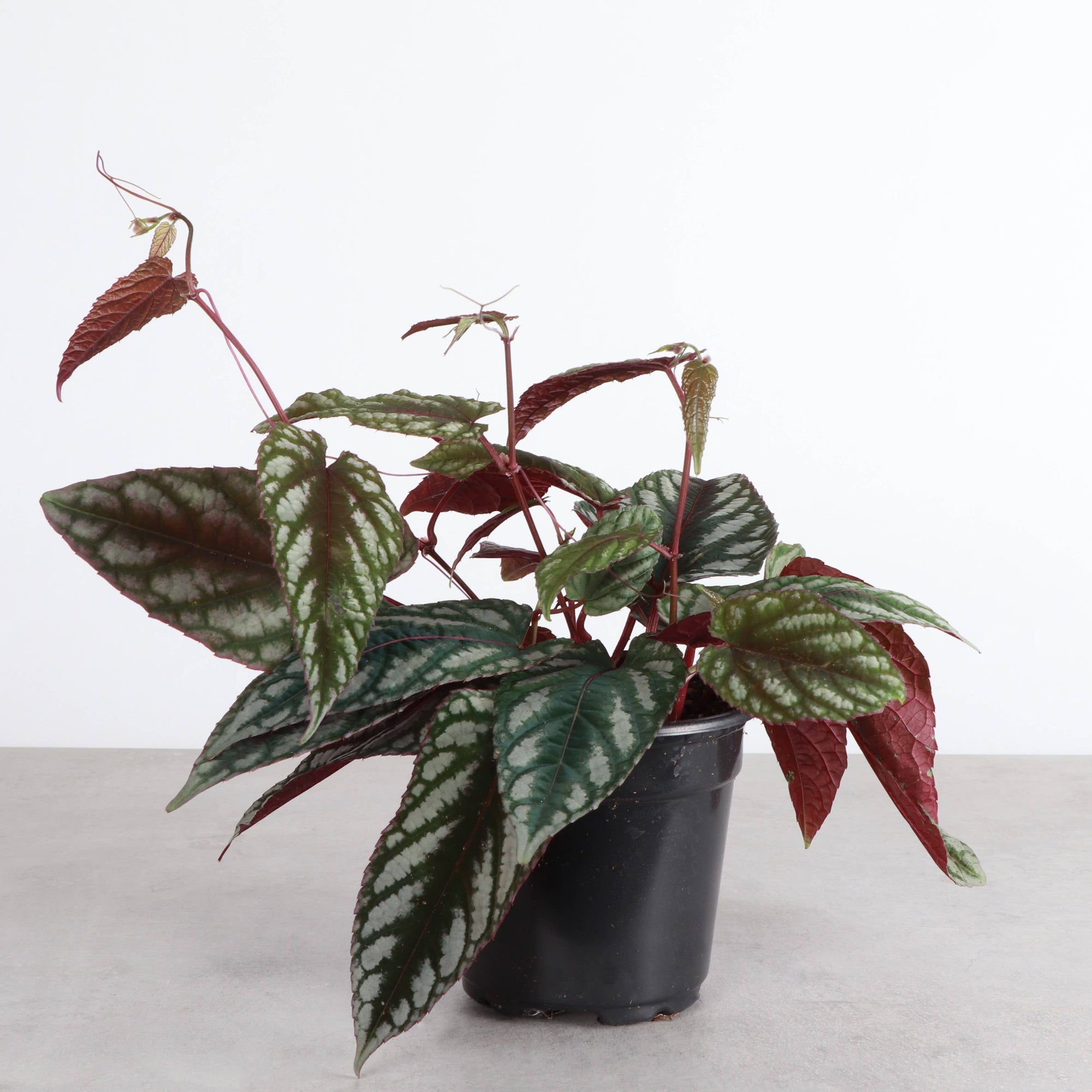 Cissus Discolor - Rex Begonia Vine - Live Plant: 4" Pot