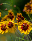 Coreopsis Tickseed - 3" Flowering Live Plant - Perennial