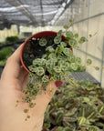 String of Turtles - Live Plant
