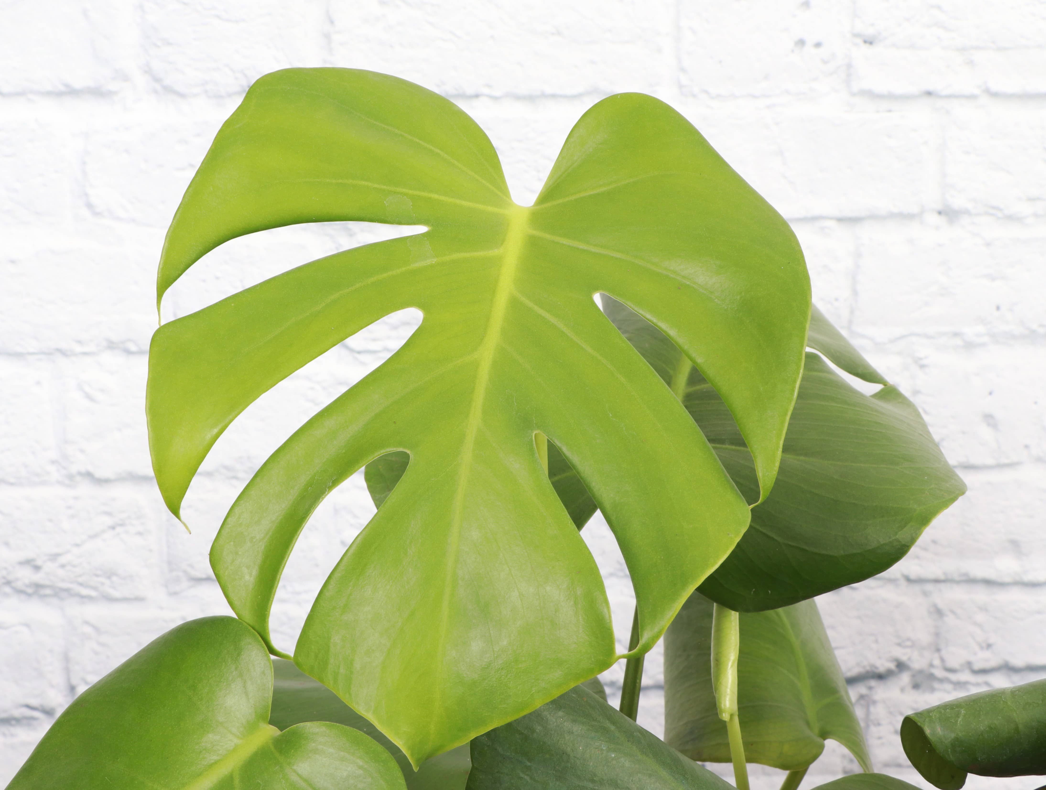 Monstera Deliciosa - Live Plant: 6&quot; Pot