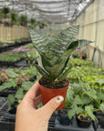 Bird's Nest Snake Plant - Live Plant - Assorted Varieties