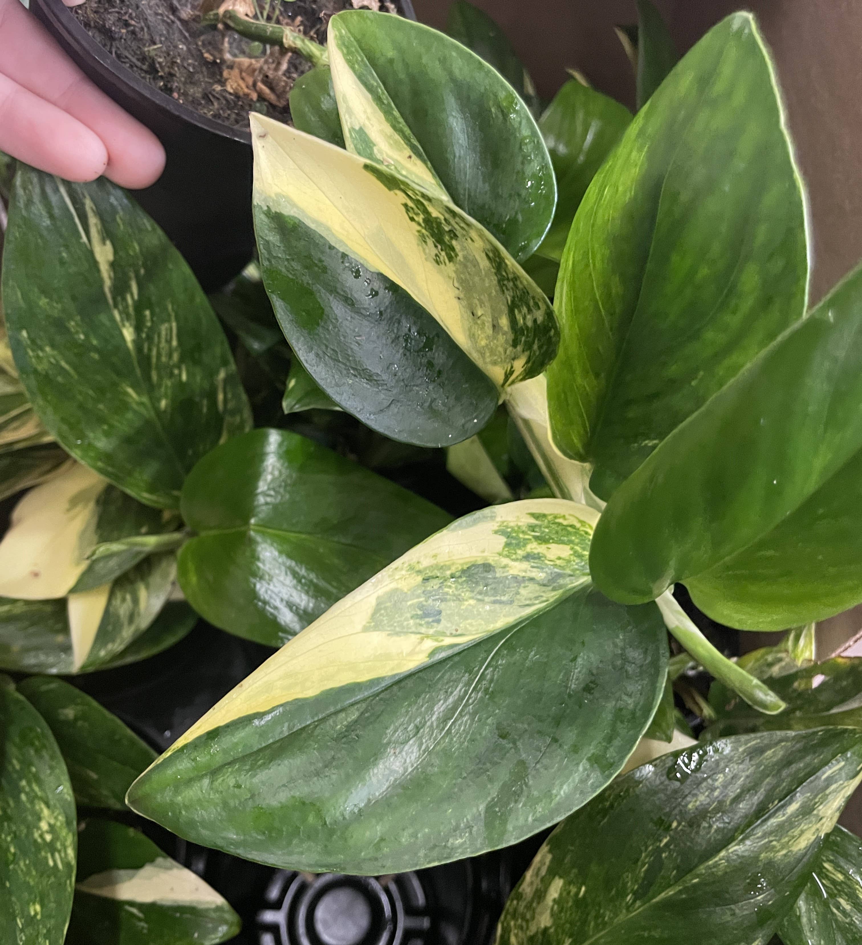 Variegated Monstera Standleyana - 4&quot; Live Plant