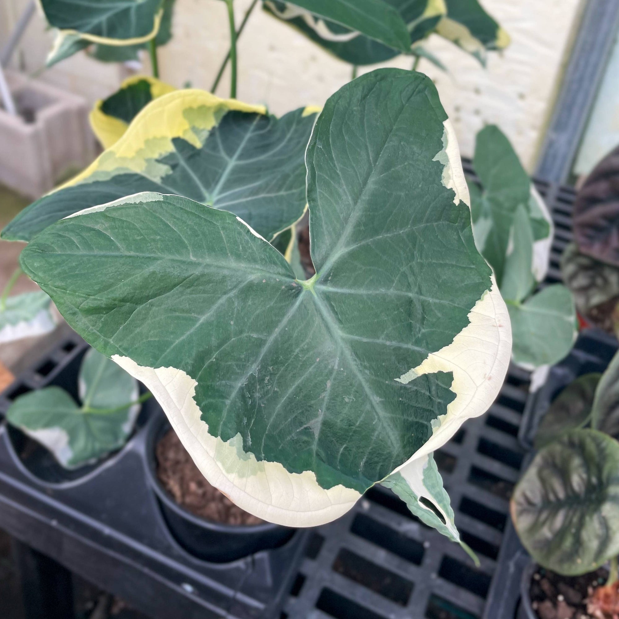 Alocasia Mickey Mouse - Live Plant
