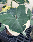 Alocasia Mickey Mouse - Live Plant