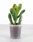 Ogre Ears Jade Plant - Live Plant