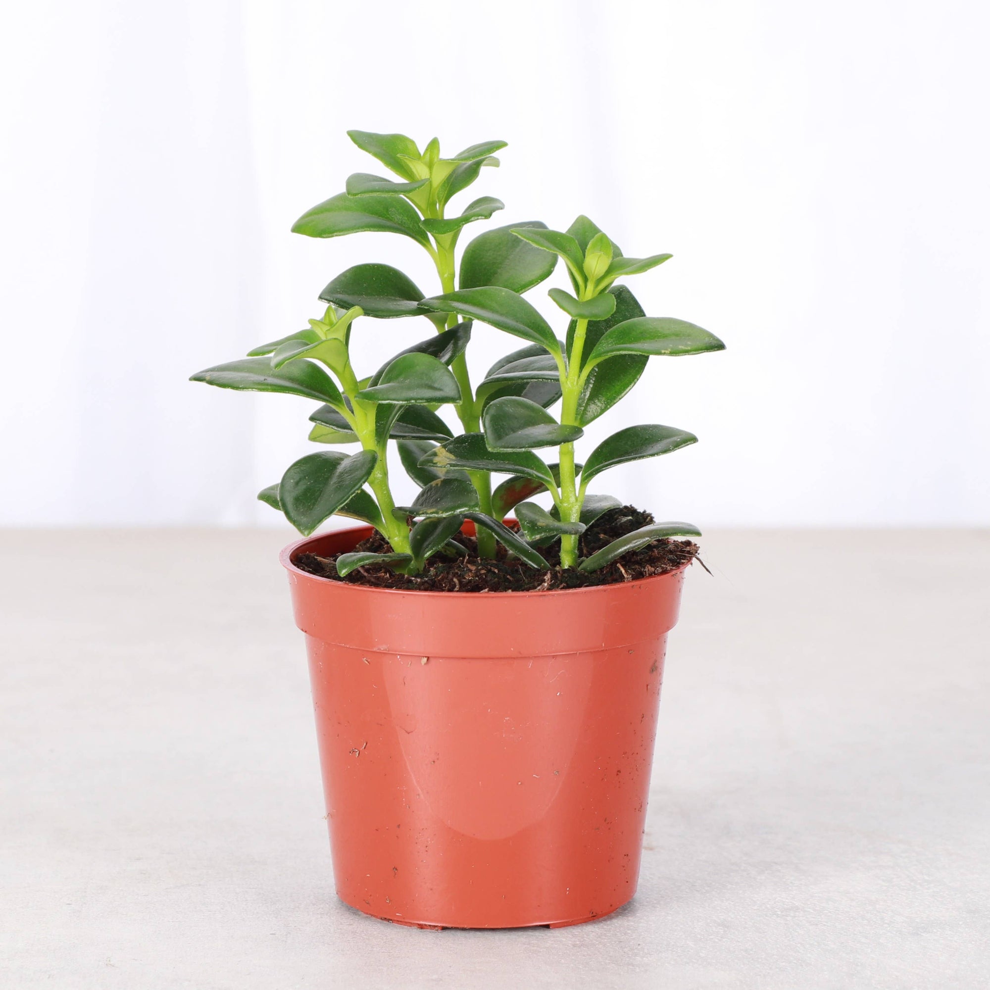 Goldfish Plant - Live Plant