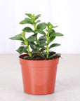 Goldfish Plant - Live Plant