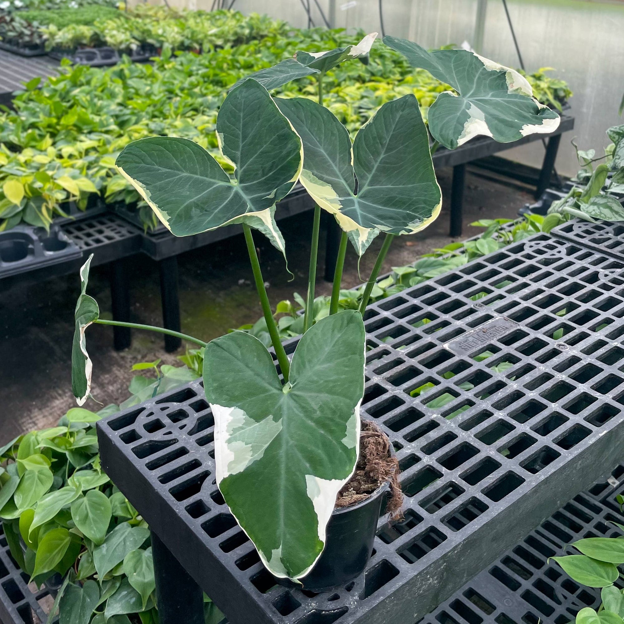 Alocasia Mickey Mouse - Live Plant