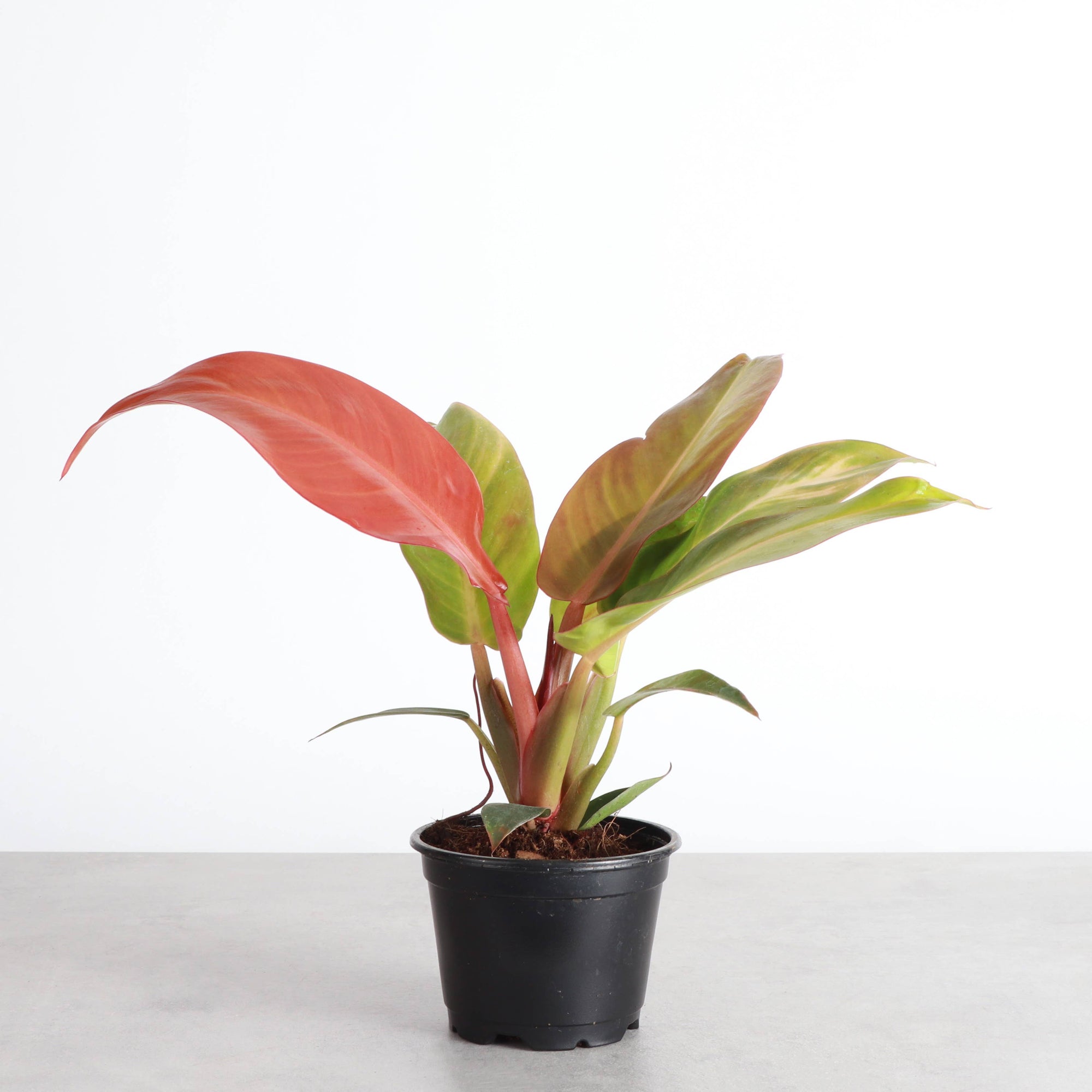 Philodendron Sun Red - 4" Live Plant