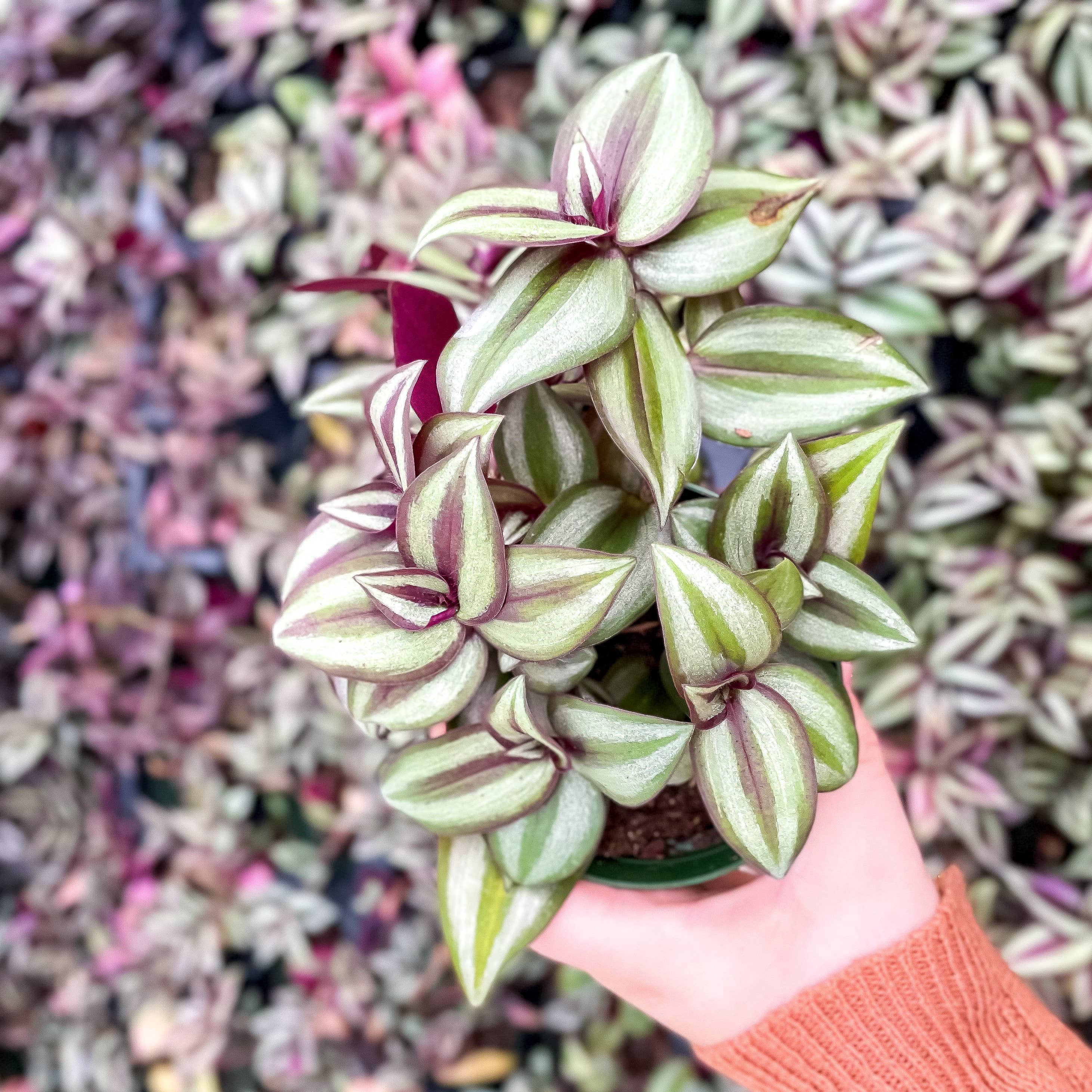 Tradescantia Zebrina - Live Plant
