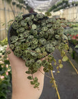 String of Turtles - Live Plant