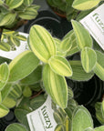 Tradescantia Fuzzy Velvet Stripe - 4" Live Plant