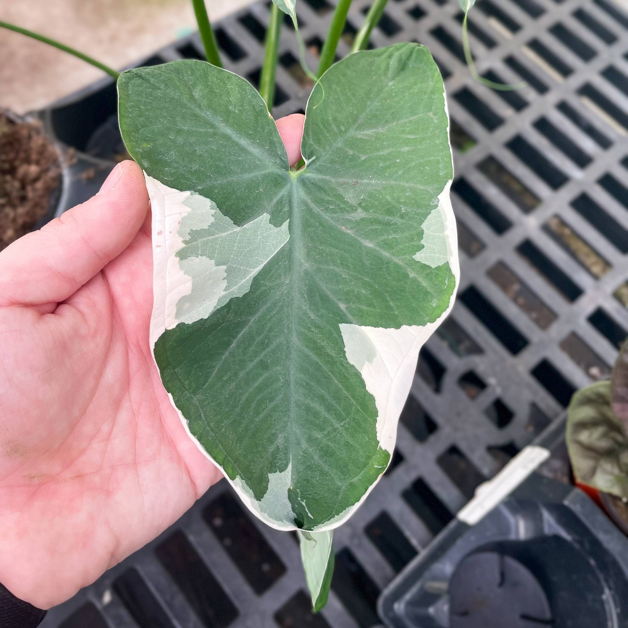 Alocasia Mickey Mouse - Live Plant