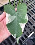 Alocasia Mickey Mouse - Live Plant