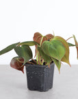 Philodendron Micans - Live Plant: 4" Pot