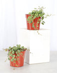 String of Turtles - Live Plant