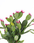 Spring Easter Cactus - Live Plant - Assorted Color