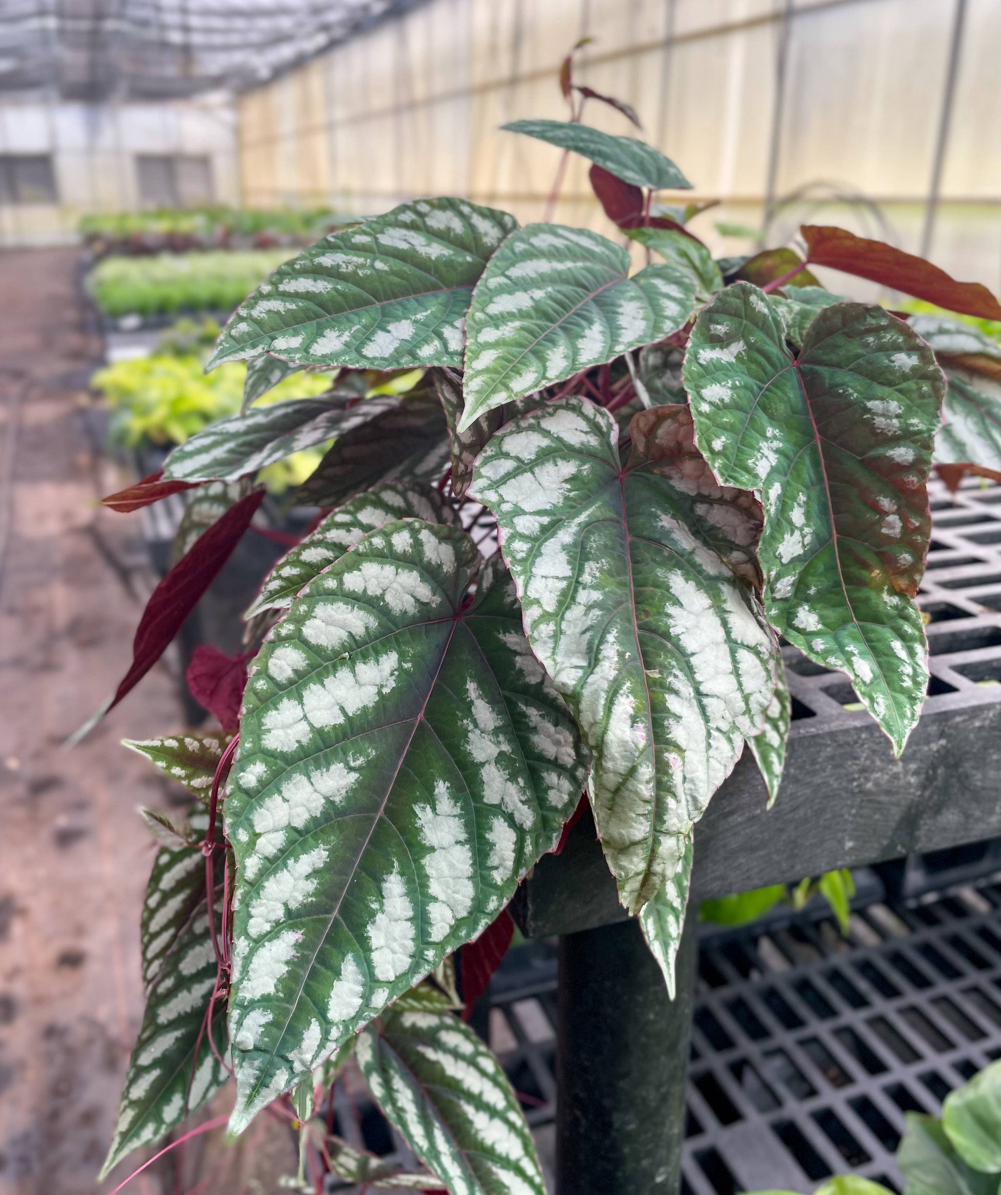 Cissus Discolor - Rex Begonia Vine - Live Plant: 4" Pot
