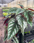 Cissus Discolor - Rex Begonia Vine - Live Plant: 4" Pot