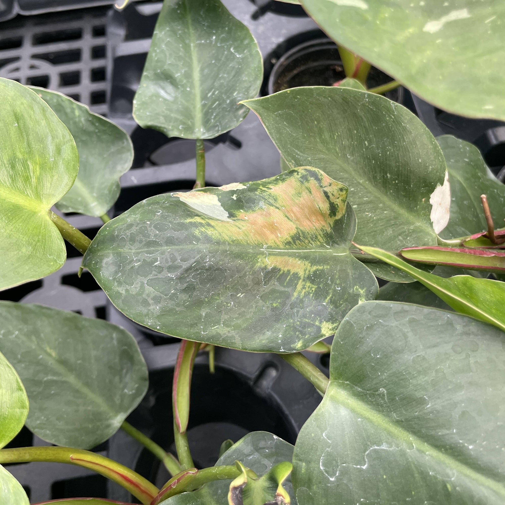 Philodendron White Princess - 4" Live Plant