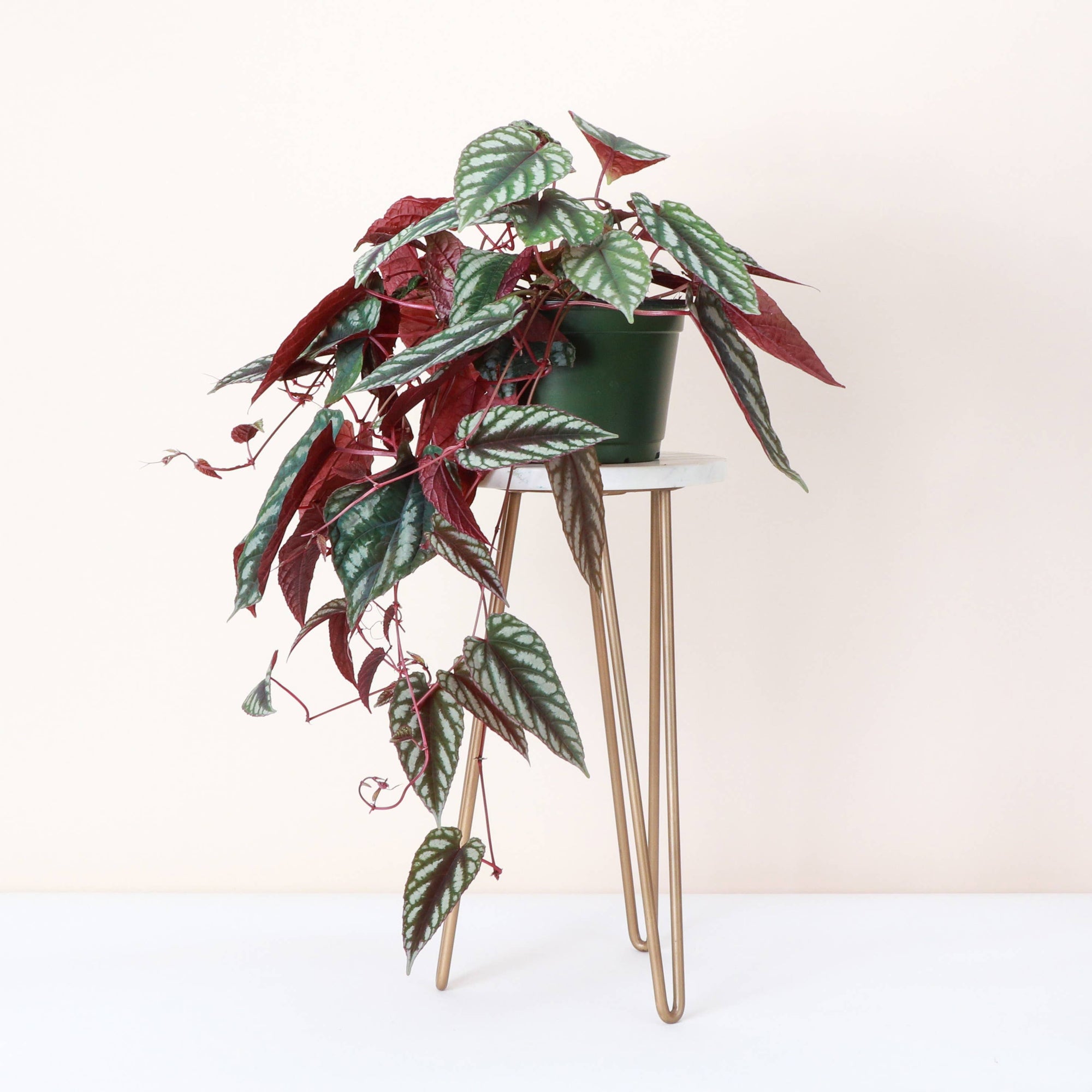 Cissus Discolor - Rex Begonia Vine - Live Plant: 4" Pot