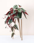 Cissus Discolor - Rex Begonia Vine - Live Plant: 4" Pot